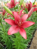 [5078 Constable No02.JPG]